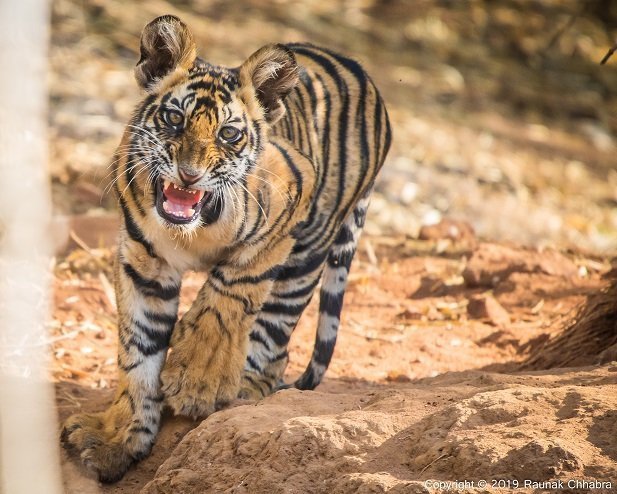 tiger cub roar