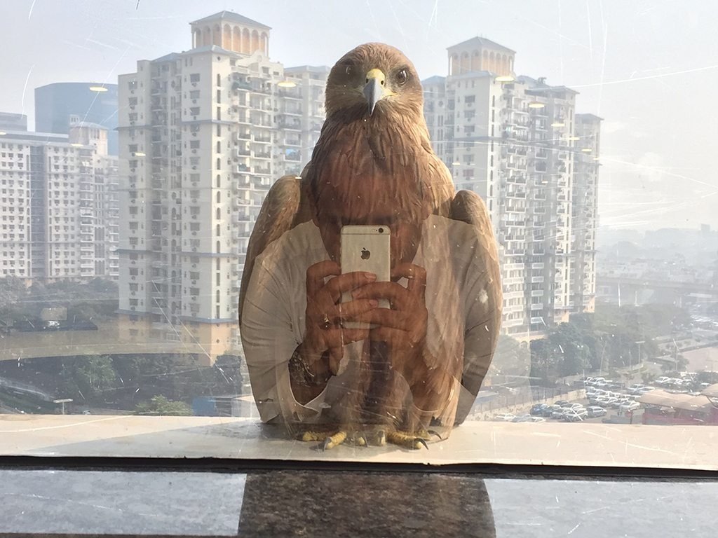 If Birds Had Social Media