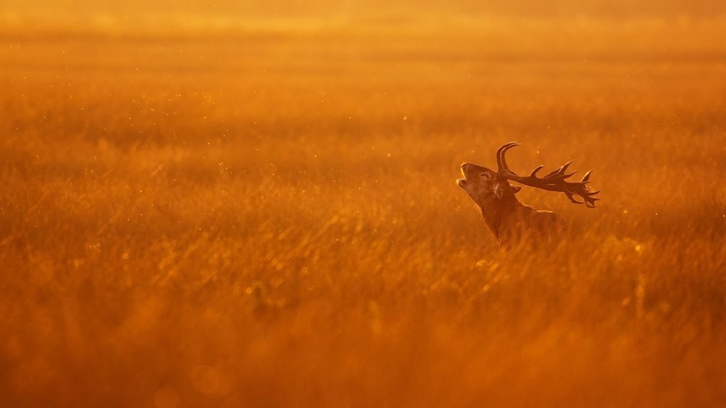 golden hour wildlife