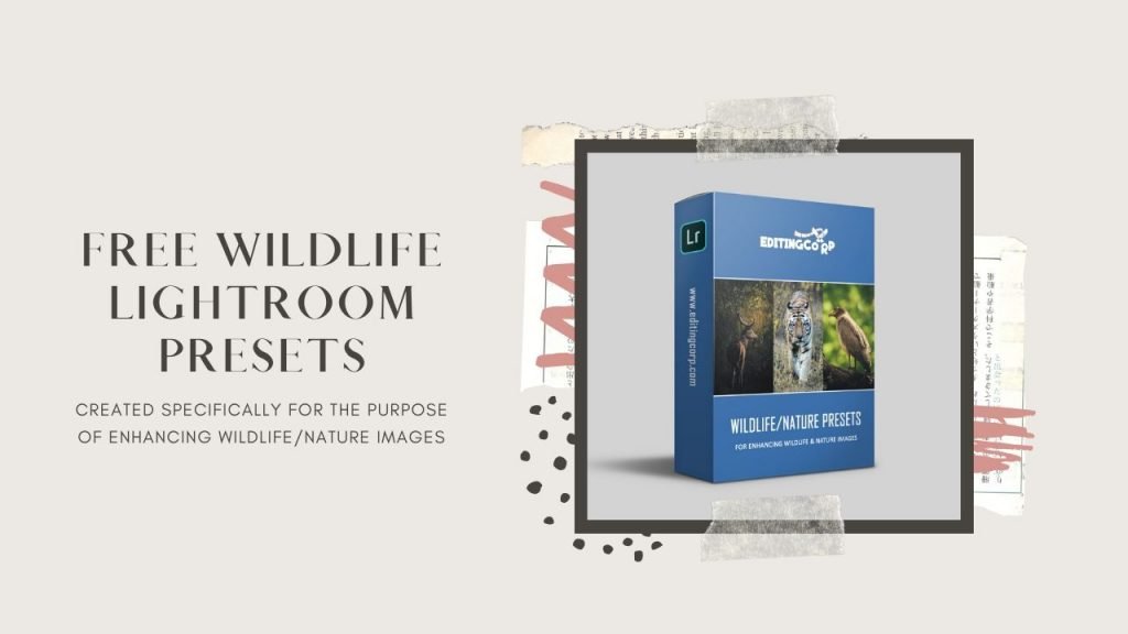 free lightroom presets wildlife and nature
